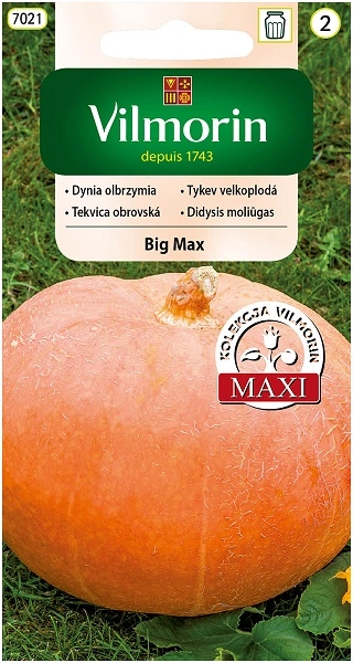 Vilmorin dynia-olbrzymia-big-max nasiona sklep rajogrodnika